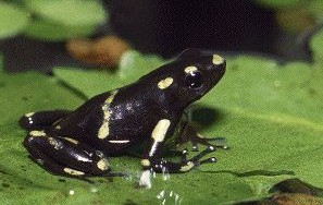 Pilgiftsgroda