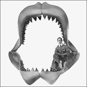 Rekonstruktion av käkarna hos den utdöda hajen Carcharodon megalodon