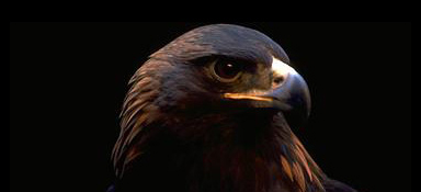 Kungsörn (Aquila chrysaetos)