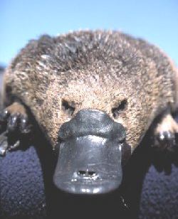 Näbbdjurets näbb