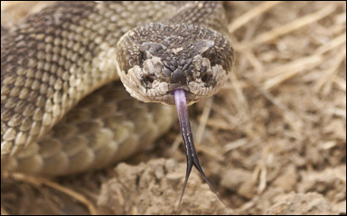Skallerormen Crotalus oreganus