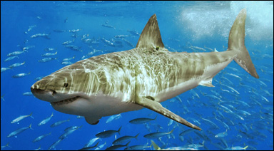 Vithajen (Carcharodon carcharias)