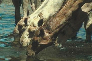 Drinking camels