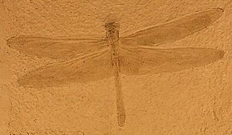 Fossil jättetrollslända