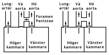 Krokodilhjärta