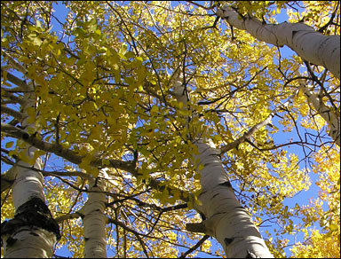 Vackra höstfärger hos amerikansk asp (Populus tremuloides)