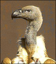 Kapgam (Gyps coprotheres)