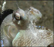 Bläckfisk