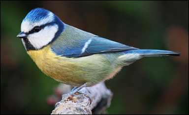 Blåmes, Cyanistes (Parus) caeruleus