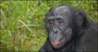 Bonobo (Pan paniscus)
