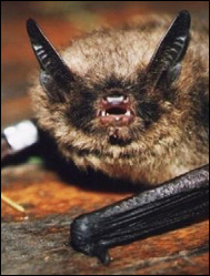 Brandts fladdermus (Myotis brandti)