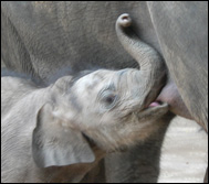 Indisk elefant (Elephas maximus)