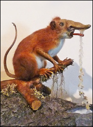 Emunctator sorbens, Rhinogradentia