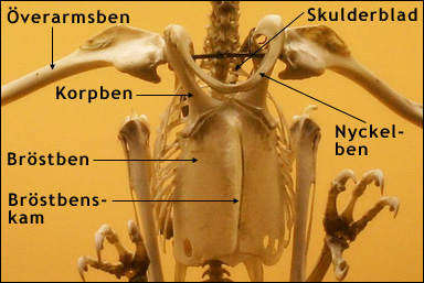 Skelett av brun glada, Milvus migrans