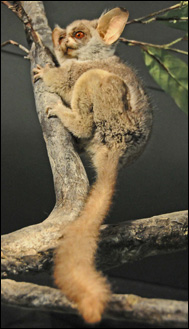 Dvärggalago  (Galago senegalensis)