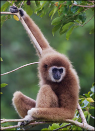 Lar eller vithandad gibbon (Hylobates lar)