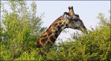 Giraff (Giraffa camelopardalis)