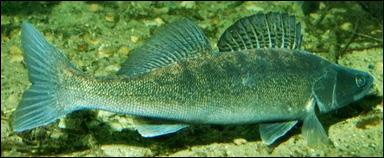 Gös (Sander lucioperca)