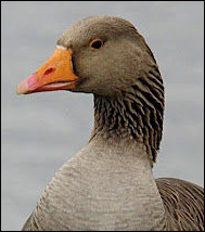 Grågås (Anser anser)