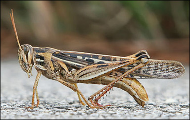 Gräshoppan Schistocerca americana