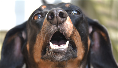 Hundnos