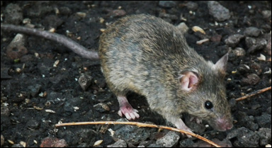Husmus (Mus musculus)