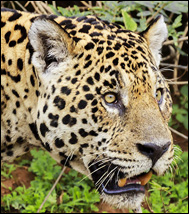 Jaguar (Panthera onca)