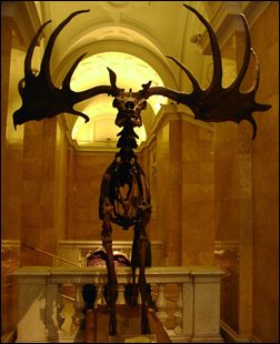 Den utdöda jättehjorten (Megaloceros giganteus)