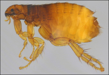 Kattloppa (Ctenocephalides felis)