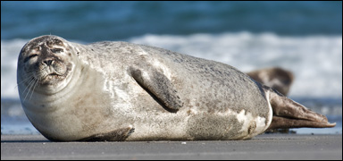 Knubbsäl (Phoca vitulina)