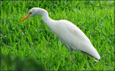 Kohäger (Bubulcus ibis)