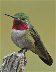  Bredstjärtad kolibri (Selasphorus platycercus)