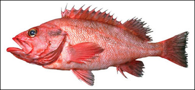 Kungsfiskarten Sebastes aleutianus