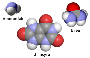 Ammoniak, urinämne och urinsyra