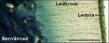 Benvävnad, ledbrosk och ledyta