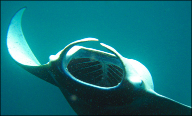 Manta eller 'djävulsrocka'