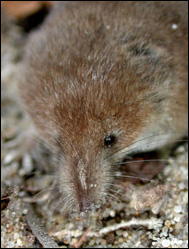 Näbbmusen Sorex cinereus
