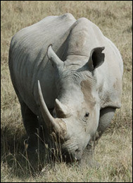Trubbnoshörning (Ceratotherium simum)