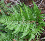 Glansbräken, Asplenium adiantum-nigrum