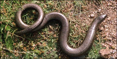 Kopparödla (Anguis fragilis; ormslå, 'kopparorm')