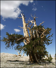 Tallarten Pinus longaeva från Kalifornien