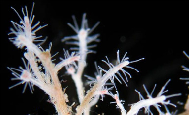 Polypformen av nässeldjuret Turritopsis nutricula
