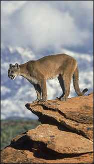 Puma (Puma concolor)
