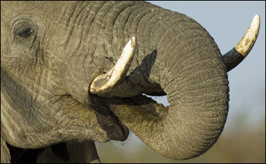 Savannelefant (Loxodonta africana)