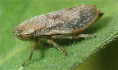Spottstriten Philaenus spumarius