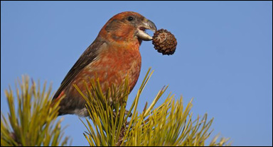 Större korsnäbb (Loxia pytyopsittacus)