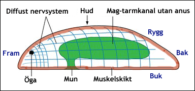 Hypotetisk urform för de bilateralsymmetriska djuren