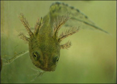 Larv av salamander med yttre gälar