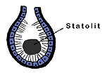 Statocyst med statolit