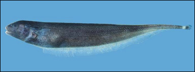 Elektrisk fisk